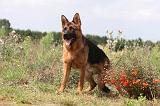 BERGER ALLEMAND 422
